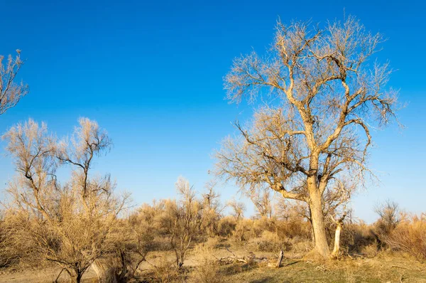 bahar bozkır. Doğa kıştan sonra uyanır. çölde ağaçlar geçen yılki çim