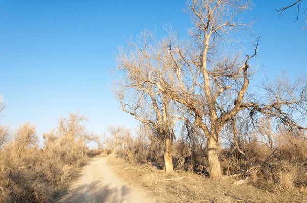 bahar bozkır. Doğa kıştan sonra uyanır. çölde ağaçlar geçen yılki çim