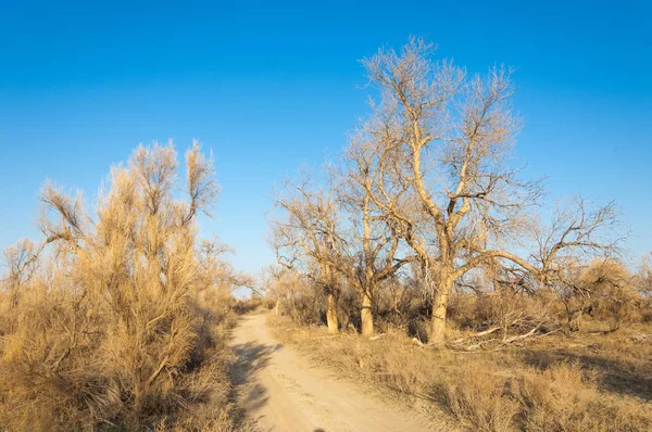 bahar bozkır. Doğa kıştan sonra uyanır. çölde ağaçlar geçen yılki çim