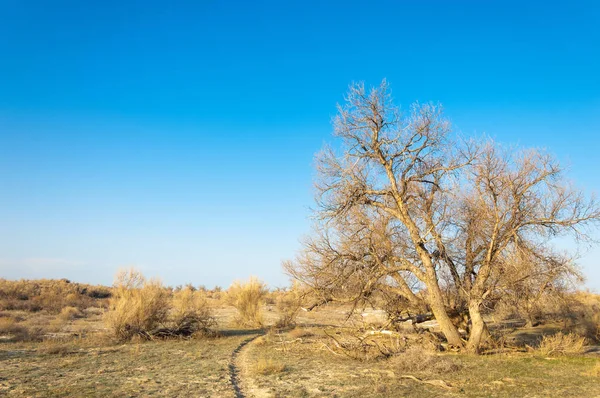 Spring Steppe Nature Wakes Winter Last Year Grass Trees Desert — Stock Photo, Image