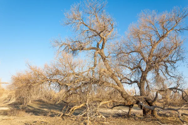 Estepa Primavera Naturaleza Despierta Después Del Invierno Hierba Del Año — Foto de Stock