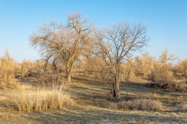 Steppe Printemps Nature Réveille Après Hiver Herbe Année Dernière Avec — Photo