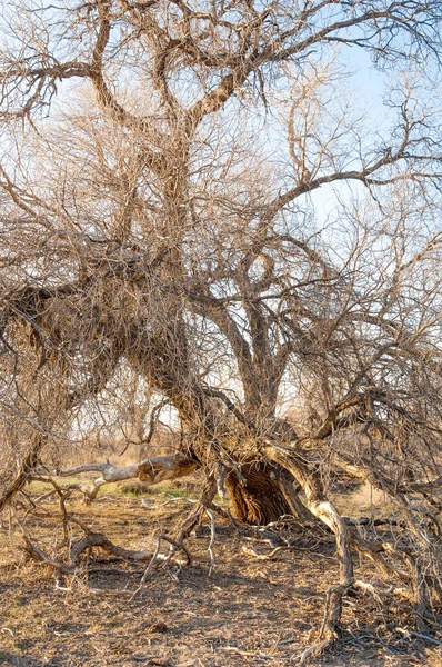 bahar bozkır. Doğa kıştan sonra uyanır. çölde ağaçlar geçen yılki çim