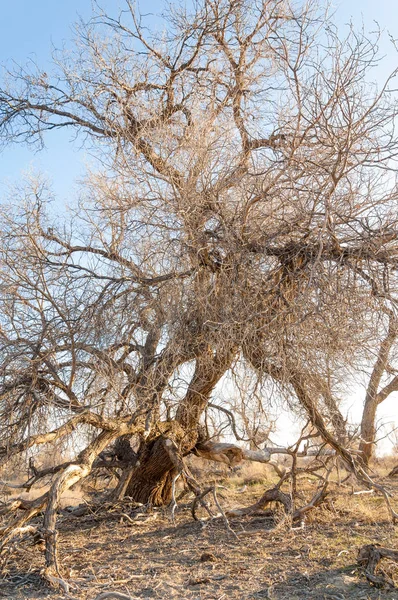 bahar bozkır. Doğa kıştan sonra uyanır. çölde ağaçlar geçen yılki çim