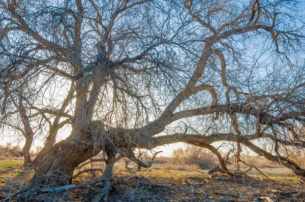 bahar bozkır. Doğa kıştan sonra uyanır. çölde ağaçlar geçen yılki çim