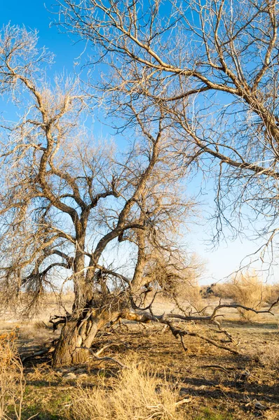 bahar bozkır. Doğa kıştan sonra uyanır. çölde ağaçlar geçen yılki çim