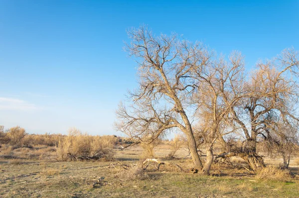 Estepa Primavera Naturaleza Despierta Después Del Invierno Hierba Del Año — Foto de Stock