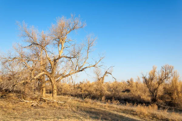 bahar bozkır. Doğa kıştan sonra uyanır. çölde ağaçlar geçen yılki çim