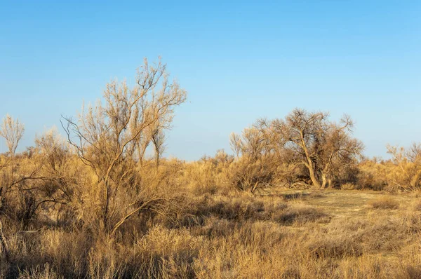 Spring Steppe Nature Wakes Winter Last Year Grass Trees Desert — Stock Photo, Image