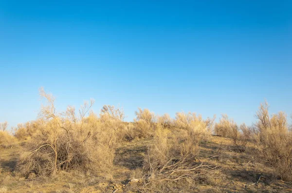 bahar bozkır. Doğa kıştan sonra uyanır. çölde ağaçlar geçen yılki çim