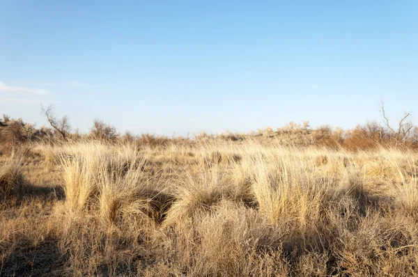 bahar bozkır. Doğa kıştan sonra uyanır. çölde ağaçlar geçen yılki çim