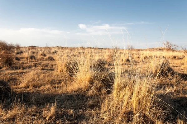 bahar bozkır. Doğa kıştan sonra uyanır. çölde ağaçlar geçen yılki çim
