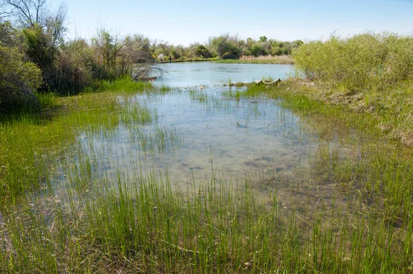 Bozkır nehir sazlık yaz. nehir görünümünde kez izlendi. küçük mavi nehir kıyısında güneşli bir gün