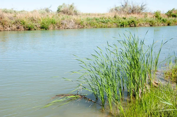 Bozkır nehir sazlık yaz. nehir görünümünde kez izlendi. küçük mavi nehir kıyısında güneşli bir gün
