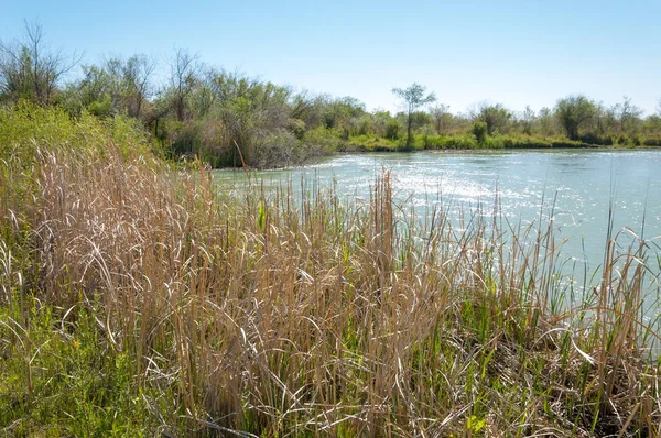 Bozkır nehir sazlık yaz. nehir görünümünde kez izlendi. küçük mavi nehir kıyısında güneşli bir gün
