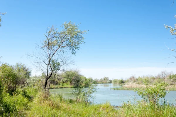 Bozkır nehir sazlık yaz. nehir görünümünde kez izlendi. küçük mavi nehir kıyısında güneşli bir gün