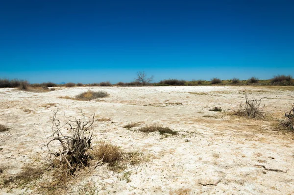 tuzlu su, tuz bataklığı. Etkin badlands. Tek çalı. Kazakistan