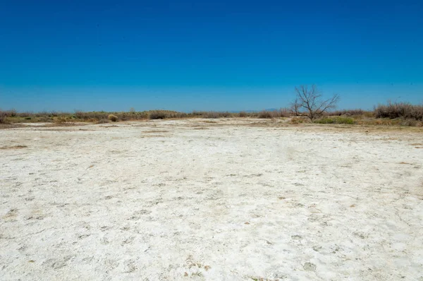 tuzlu su, tuz bataklığı. Etkin badlands. Tek çalı. Kazakistan