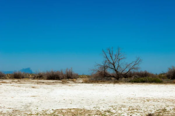 tuzlu su, tuz bataklığı. Etkin badlands. Tek çalı. Kazakistan