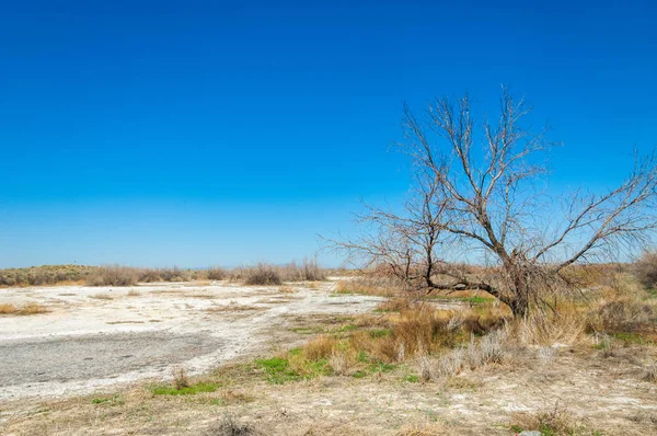 Saltlösning Salt Marsh Etosha Badlands Enda Buske Kazakstan — Stockfoto