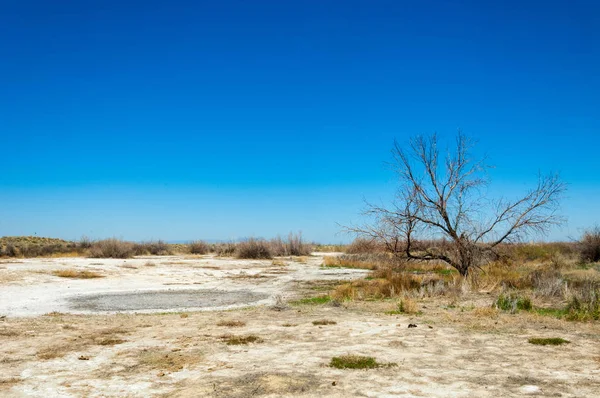 tuzlu su, tuz bataklığı. Etkin badlands. Tek çalı. Kazakistan