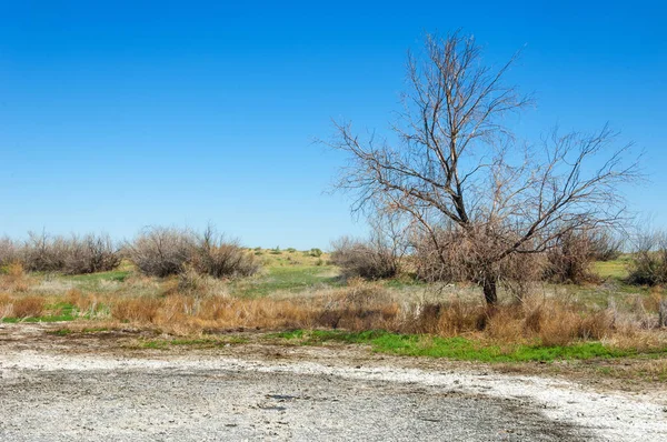 tuzlu su, tuz bataklığı. Etkin badlands. Tek çalı. Kazakistan