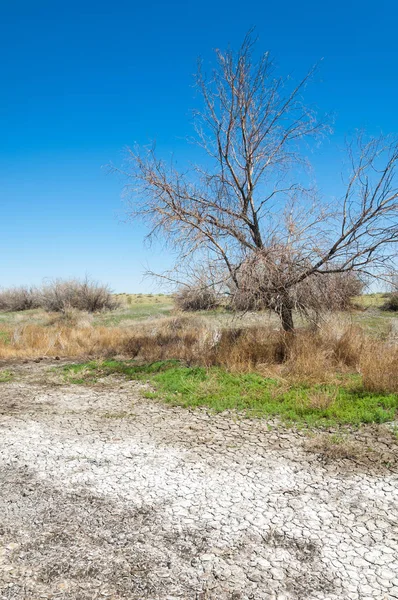 tuzlu su, tuz bataklığı. Etkin badlands. Tek çalı. Kazakistan