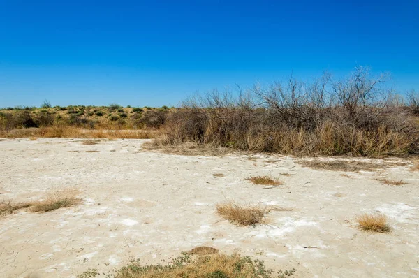 tuzlu su, tuz bataklığı. Etkin badlands. Tek çalı. Kazakistan