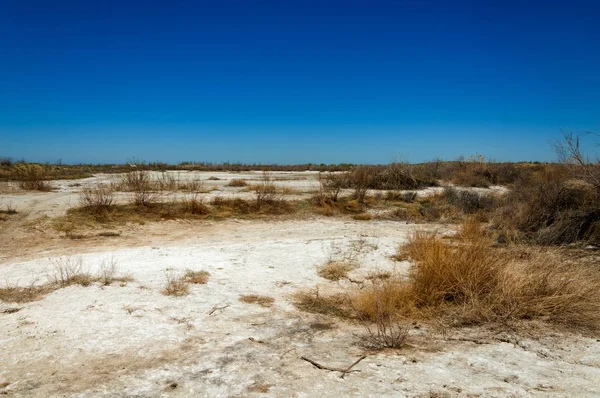 tuzlu su, tuz bataklığı. Etkin badlands. Tek çalı. Kazakistan