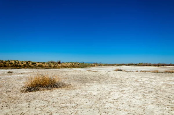 Soli Fizjologicznej Słonych Bagien Etosha Badlands Pojedynczy Krzew Kazachstan — Zdjęcie stockowe