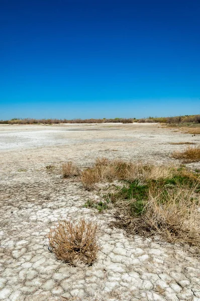 tuzlu su, tuz bataklığı. Etkin badlands. Tek çalı. Kazakistan