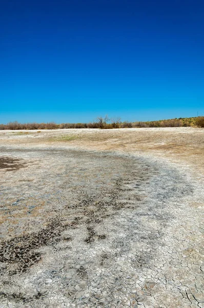 tuzlu su, tuz bataklığı. Etkin badlands. Tek çalı. Kazakistan