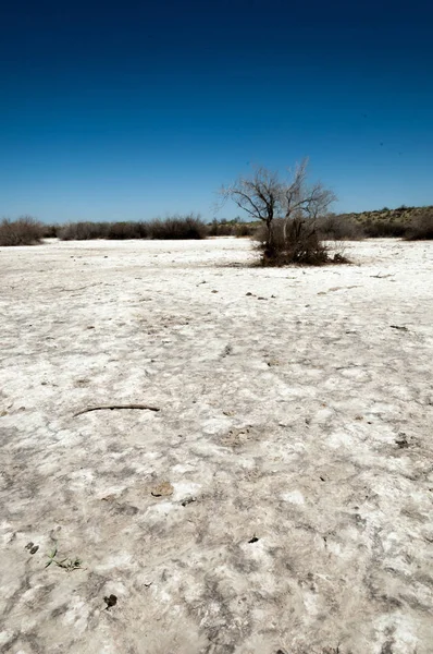 Soli Fizjologicznej Słonych Bagien Etosha Badlands Pojedynczy Krzew Kazachstan — Zdjęcie stockowe