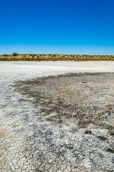 tuzlu su, tuz bataklığı. Etkin badlands. Tek çalı. Kazakistan
