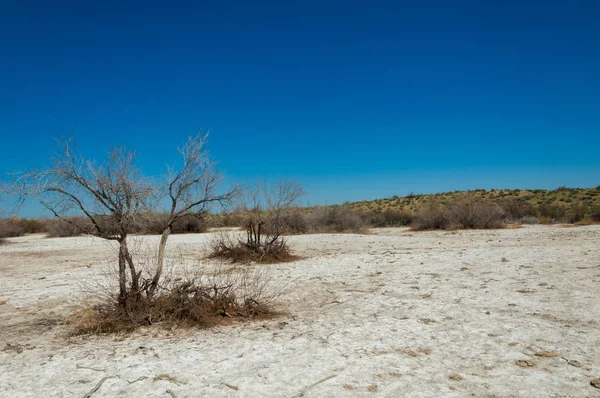 tuzlu su, tuz bataklığı. Etkin badlands. Tek çalı. Kazakistan