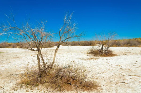 Αλατούχο Διάλυμα Αλάτι Marsh Etosha Badlands Ενιαία Θάμνος Καζαχστάν — Φωτογραφία Αρχείου
