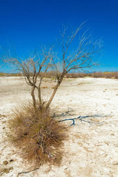 Saline Salt Marsh Etosha Badlands Single Shrub Kazakhstan — Stock Photo, Image
