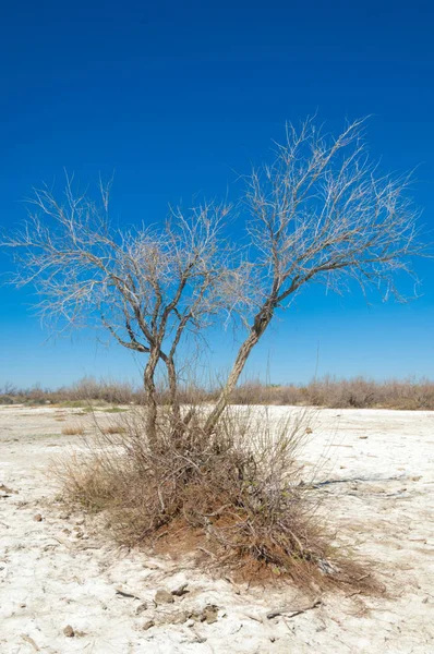 Saline Salzwiesen Etosha Badlands Einzelstrauch Kasachstan — Stockfoto