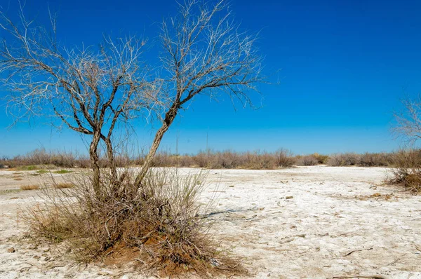 tuzlu su, tuz bataklığı. Etkin badlands. Tek çalı. Kazakistan