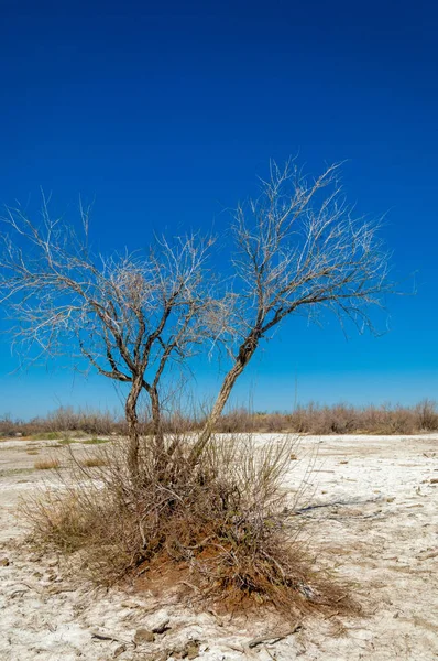 tuzlu su, tuz bataklığı. Etkin badlands. Tek çalı. Kazakistan