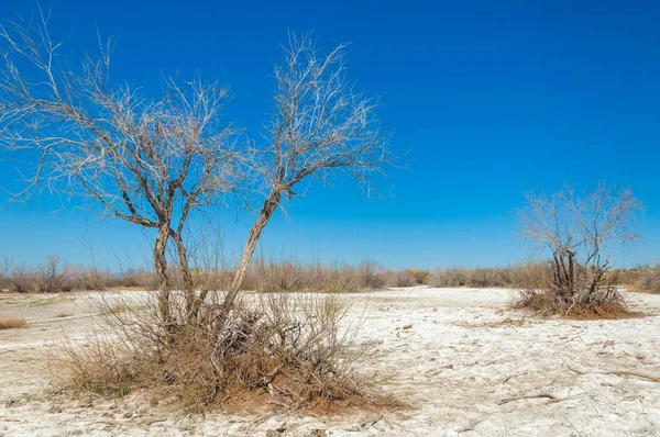 tuzlu su, tuz bataklığı. Etkin badlands. Tek çalı. Kazakistan
