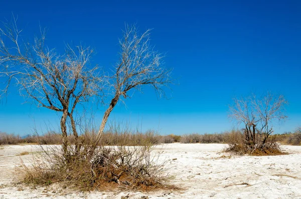 tuzlu su, tuz bataklığı. Etkin badlands. Tek çalı. Kazakistan