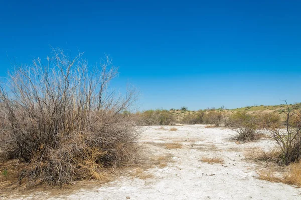 tuzlu su, tuz bataklığı. Etkin badlands. Tek çalı. Kazakistan