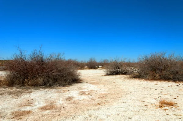 Αλατούχο Διάλυμα Αλάτι Marsh Etosha Badlands Ενιαία Θάμνος Καζαχστάν — Φωτογραφία Αρχείου