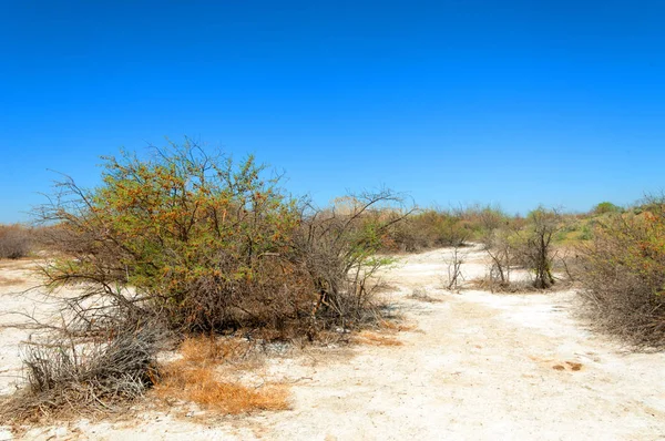 tuzlu su, tuz bataklığı. Etkin badlands. Tek çalı. Kazakistan