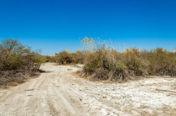 tuzlu su, tuz bataklığı. Etkin badlands. Tek çalı. Kazakistan