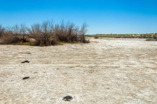 tuzlu su, tuz bataklığı. Etkin badlands. Tek çalı. Kazakistan