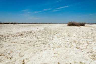 tuzlu su, tuz bataklığı. Etkin badlands. Tek çalı. Kazakistan