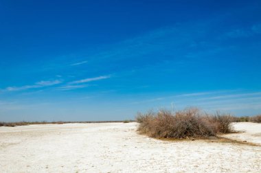 tuzlu su, tuz bataklığı. Etkin badlands. Tek çalı. Kazakistan