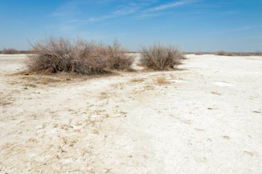 tuzlu su, tuz bataklığı. Etkin badlands. Tek çalı. Kazakistan
